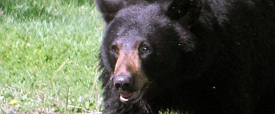 face of the black bear